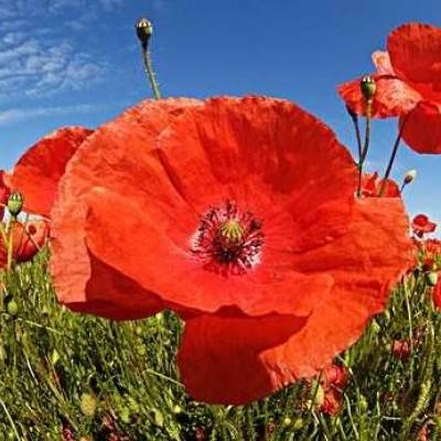 开元app下载手机版